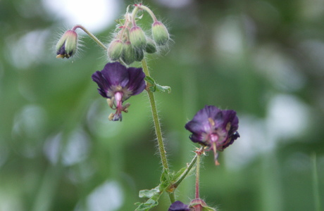 Brauner Storchenschnabel (Geranium phaeum) - © Bernard Wieser Brauner Storchenschnabel (Geranium phaeum) - © Bernard Wieser